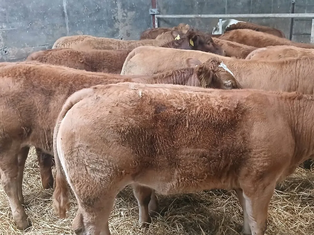 10 Smashing U Grade  LMX Heifer's for sale. - Image 4