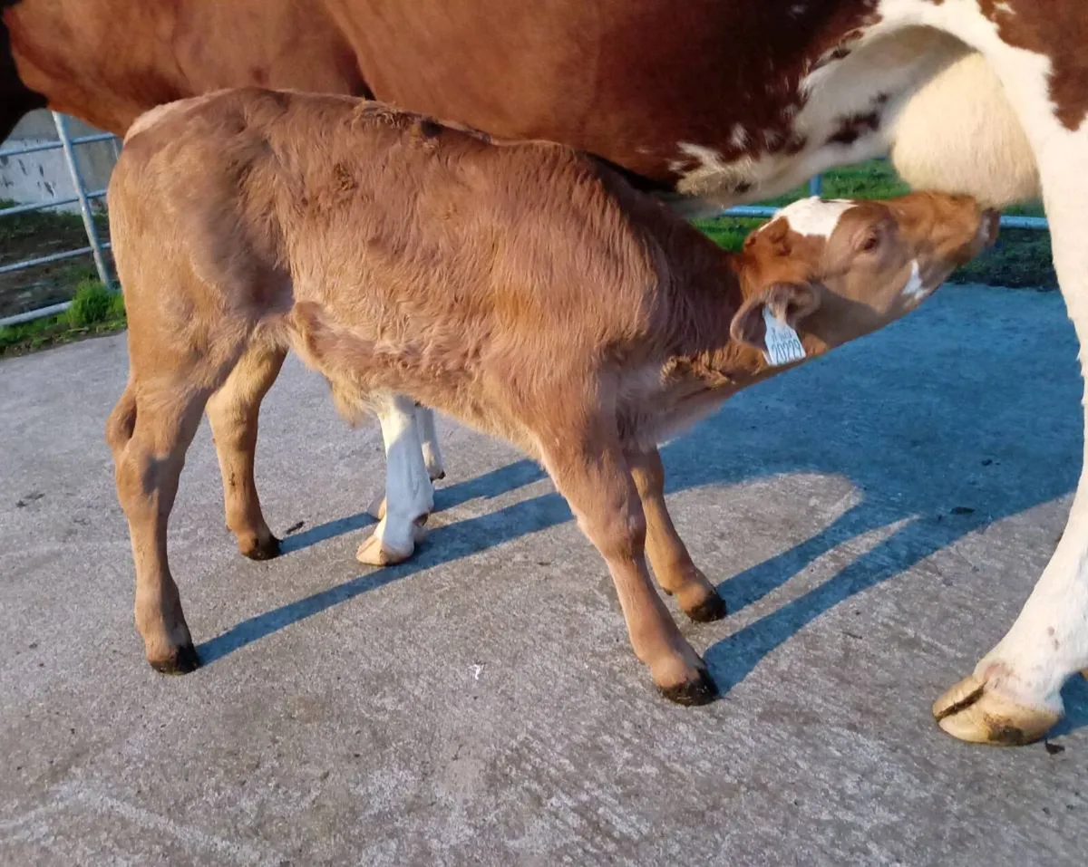 CONTINENTAL  SUCKLER  BULL  CALF