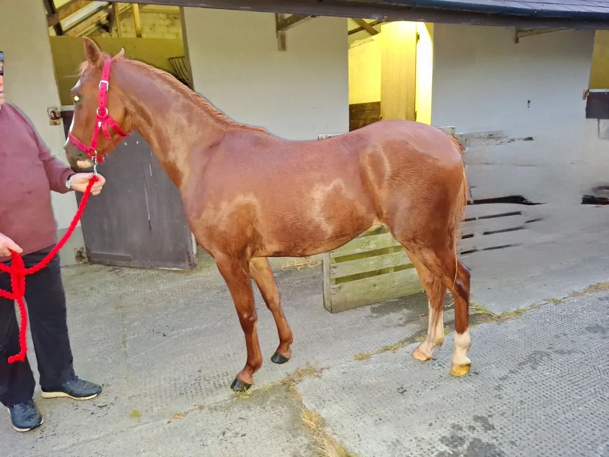 Welsh Section B pony geldings - Image 3
