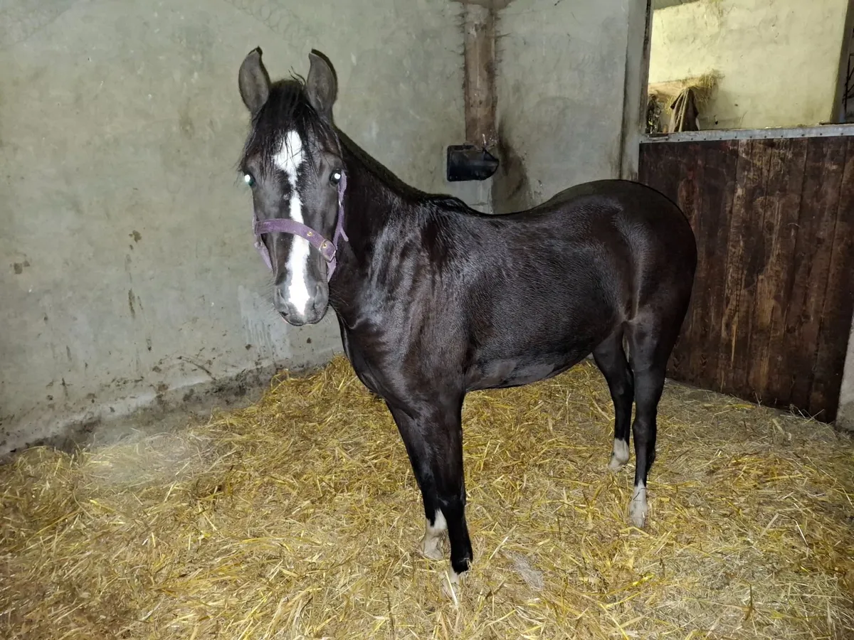 Welsh Section B pony geldings - Image 2