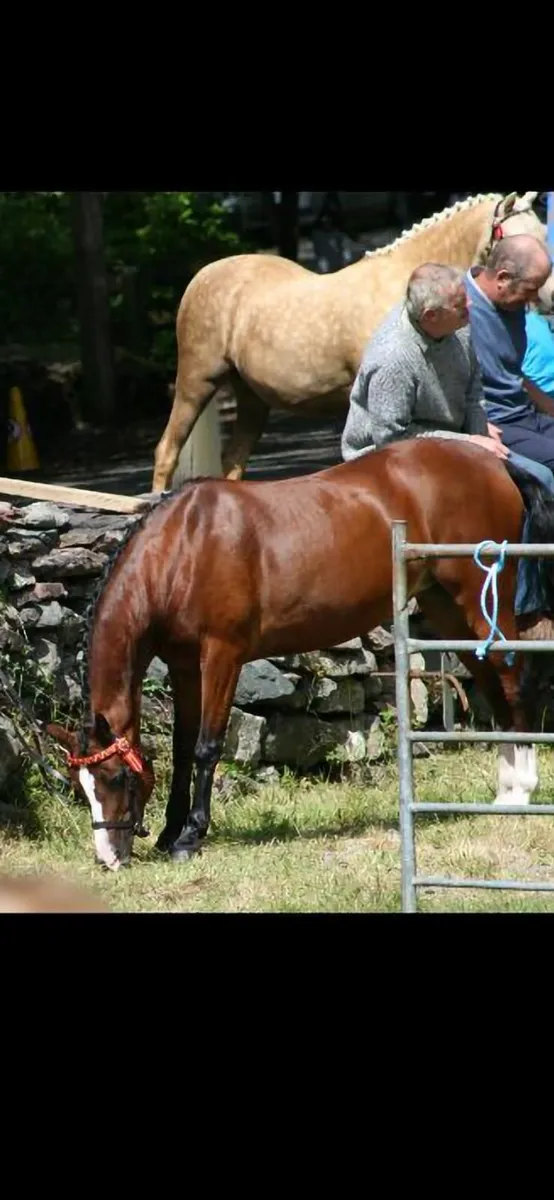 Welsh Section B pony geldings - Image 4