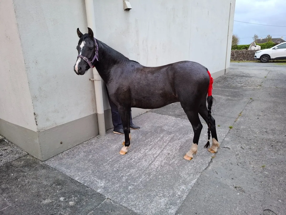 Welsh Section B pony geldings - Image 1