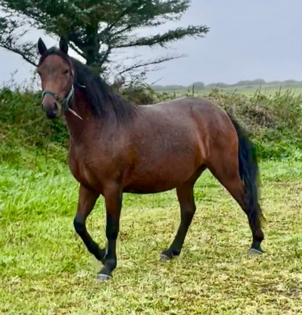 Registered 3 year old Connemara filly - Image 1