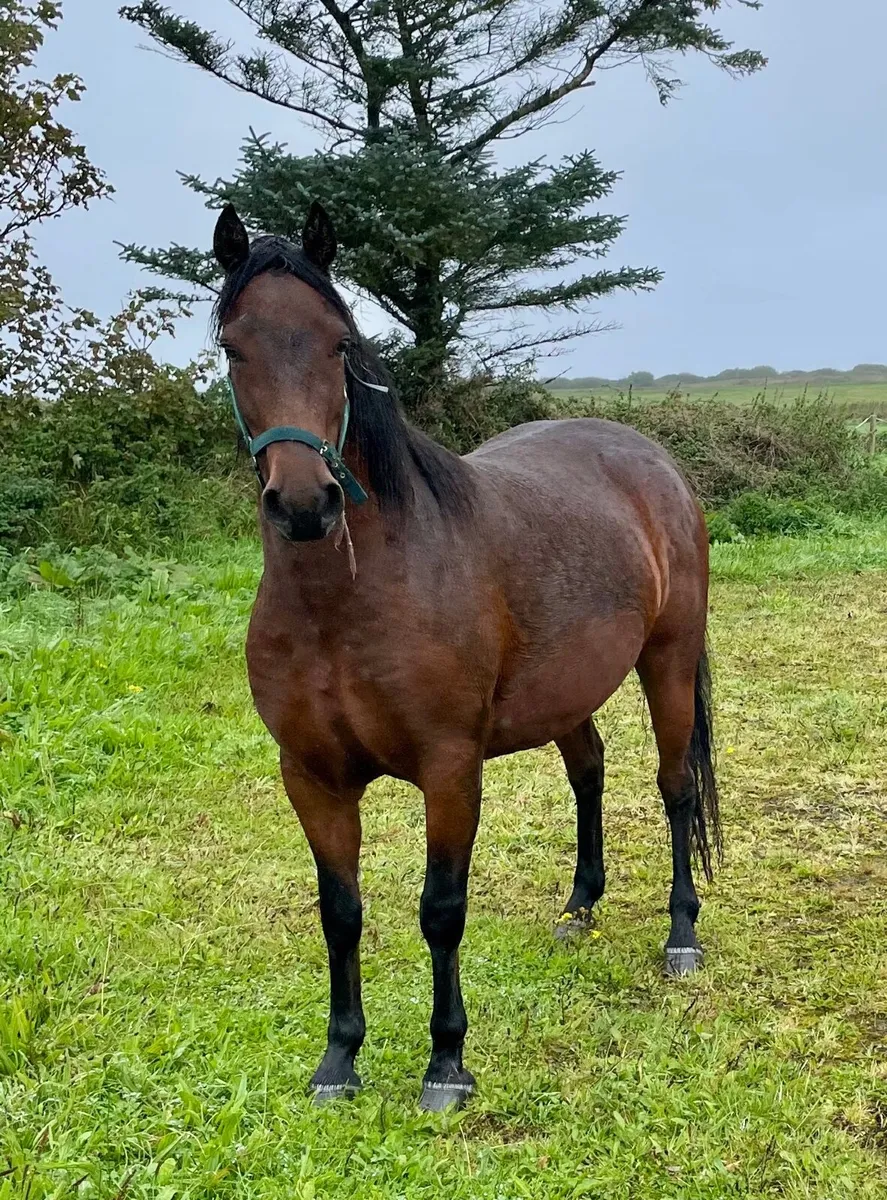 Registered 3 year old Connemara filly - Image 2