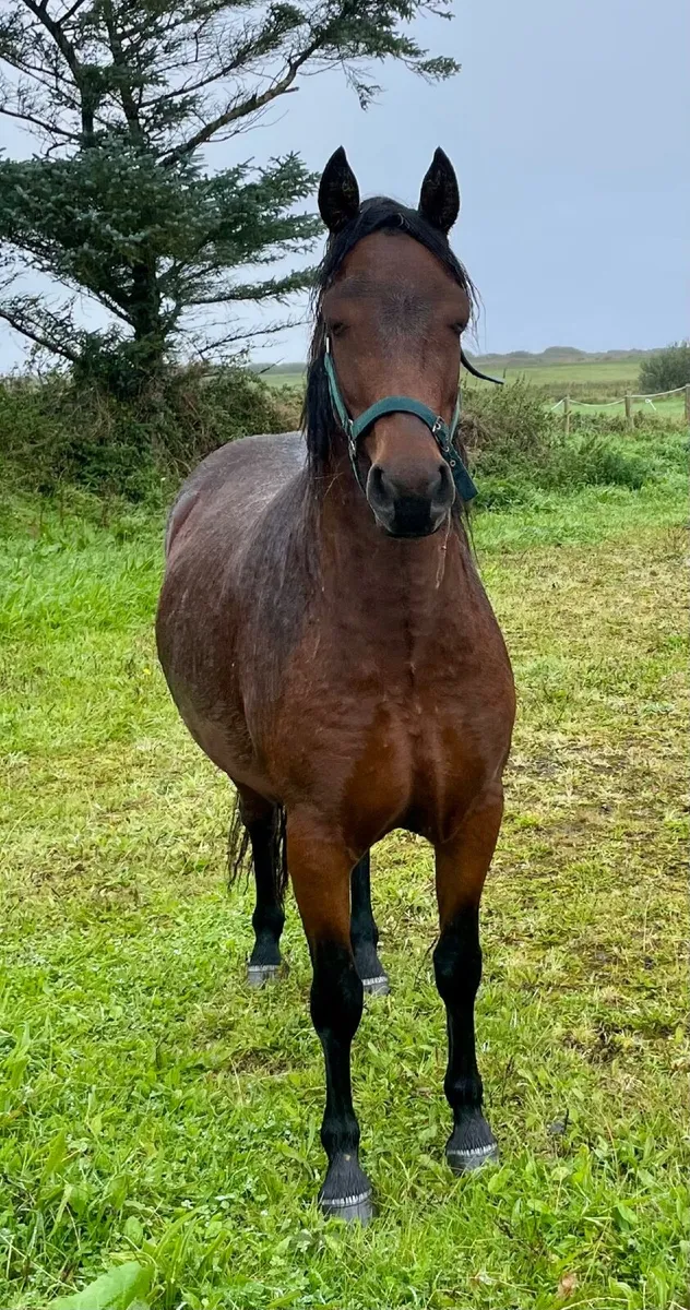 Registered 3 year old Connemara filly - Image 3