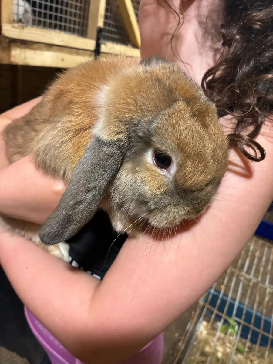 Baby rabbits - Image 1