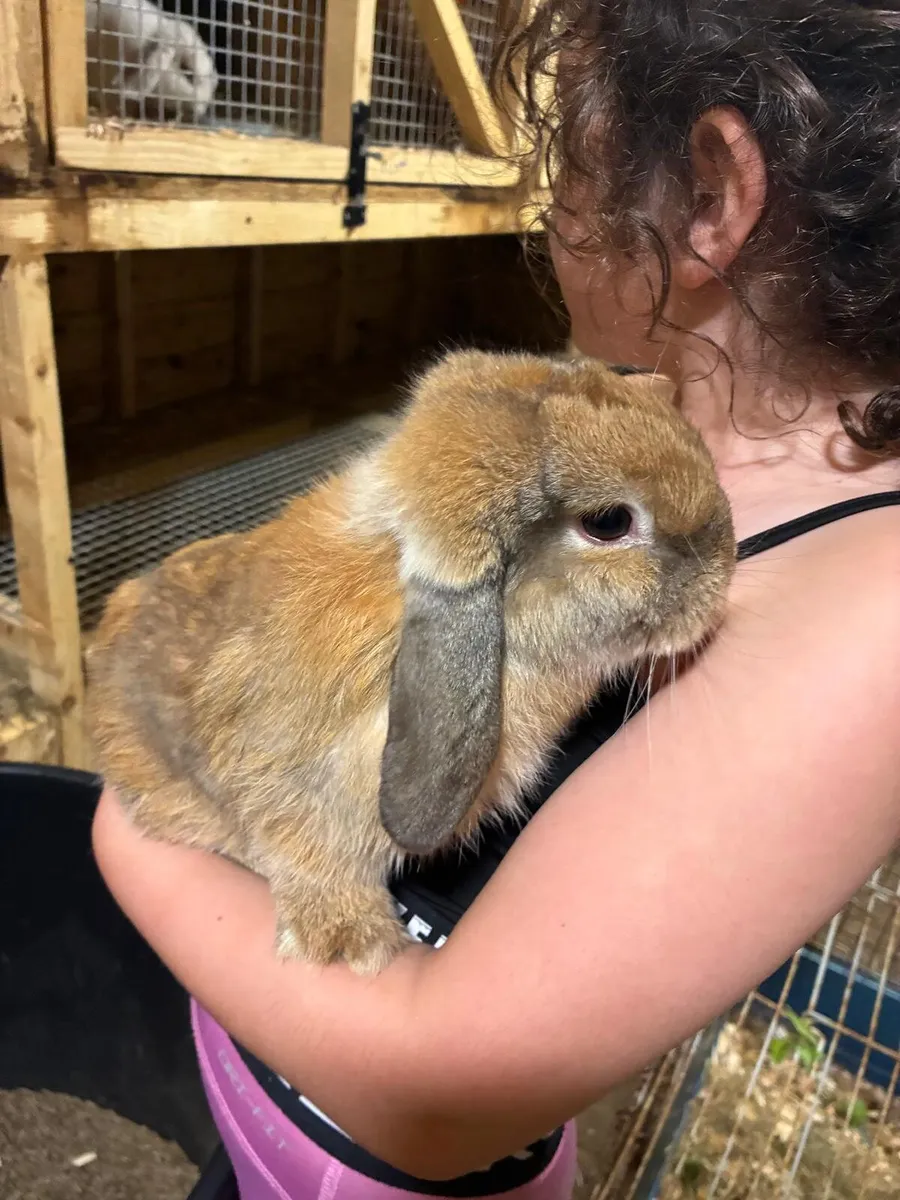 Baby rabbits - Image 2