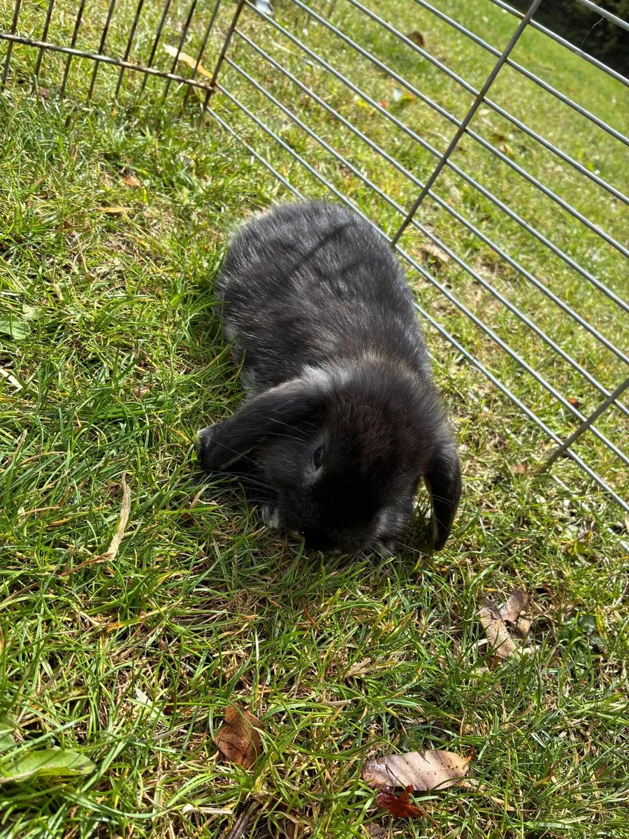 Baby rabbits - Image 3