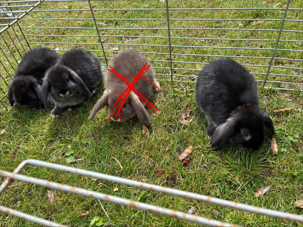 Baby rabbits - Image 4