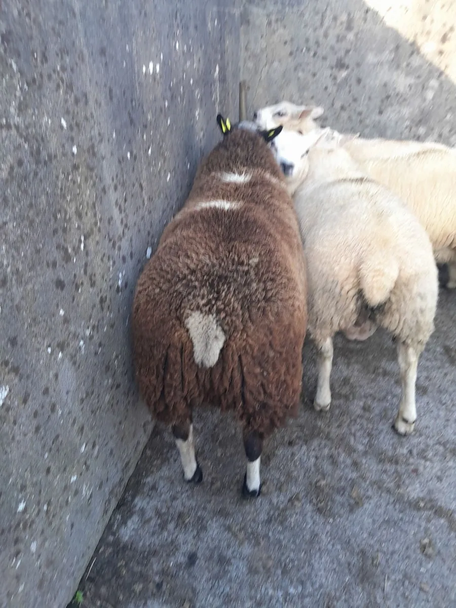 Ram lambs..DS and hybrid - Image 2