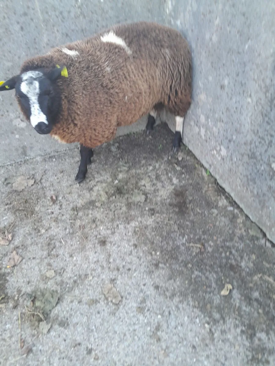 Ram lambs..DS and hybrid - Image 3