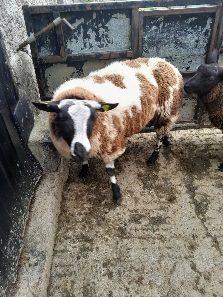 Ram lambs..DS and hybrid - Image 1