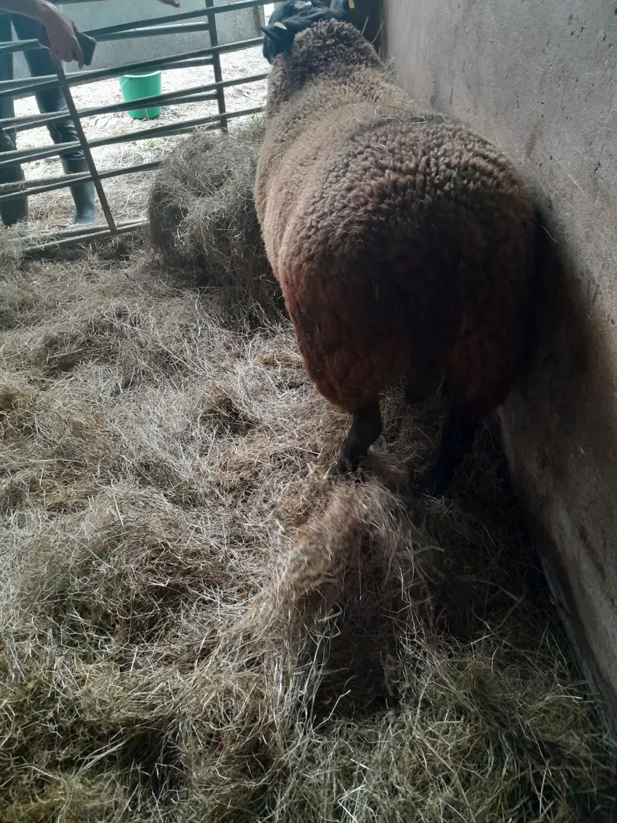 Ram lambs..DS and hybrid - Image 4
