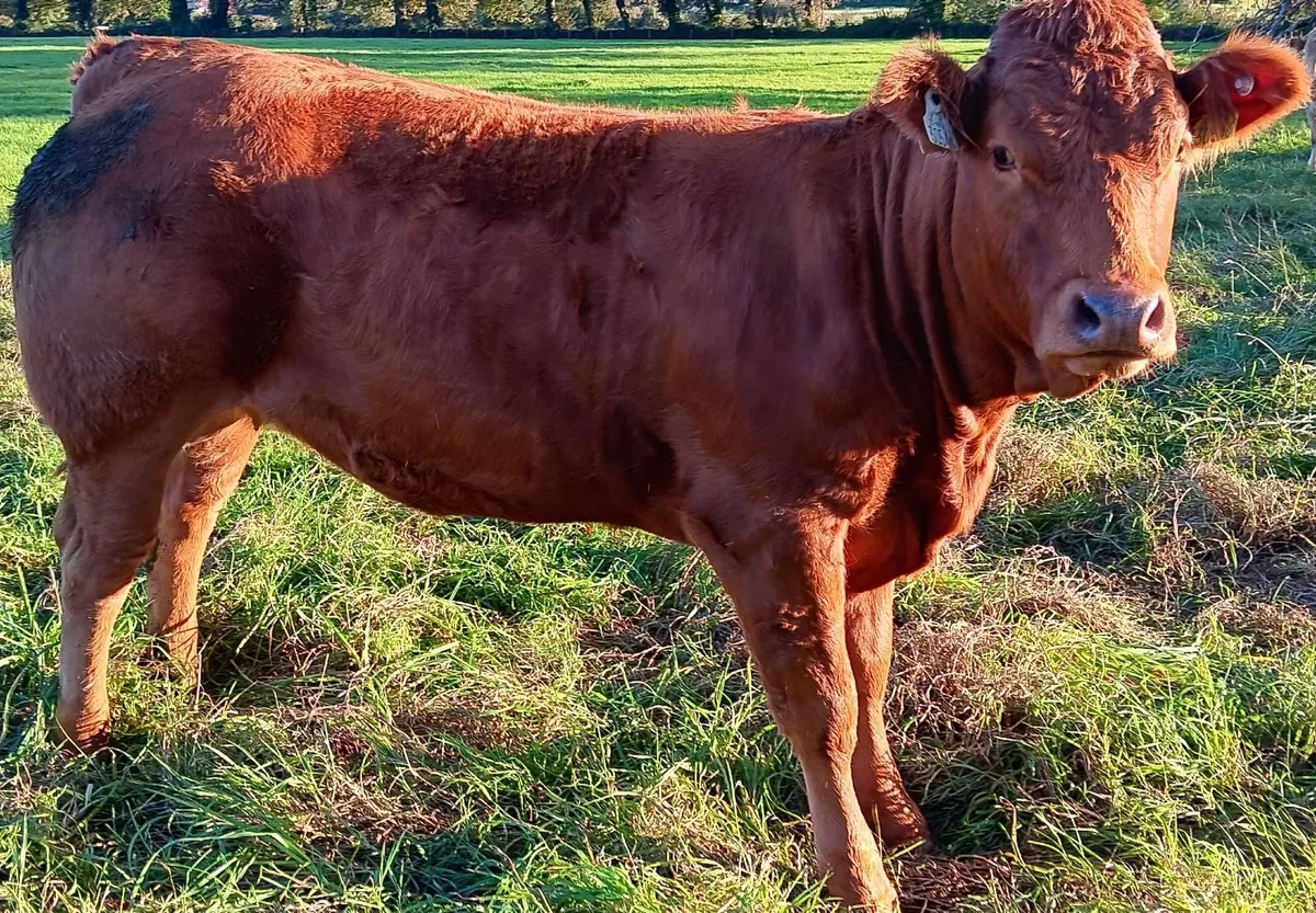 10 top quality heifers - Image 1
