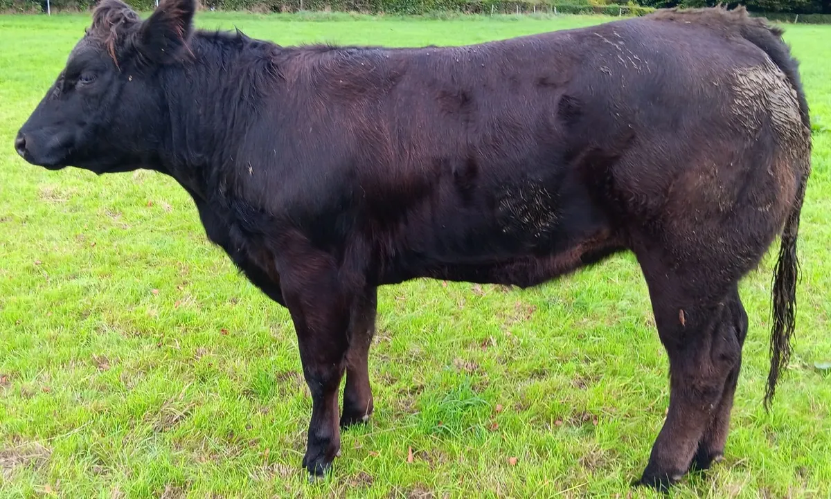 10 top quality heifers - Image 2