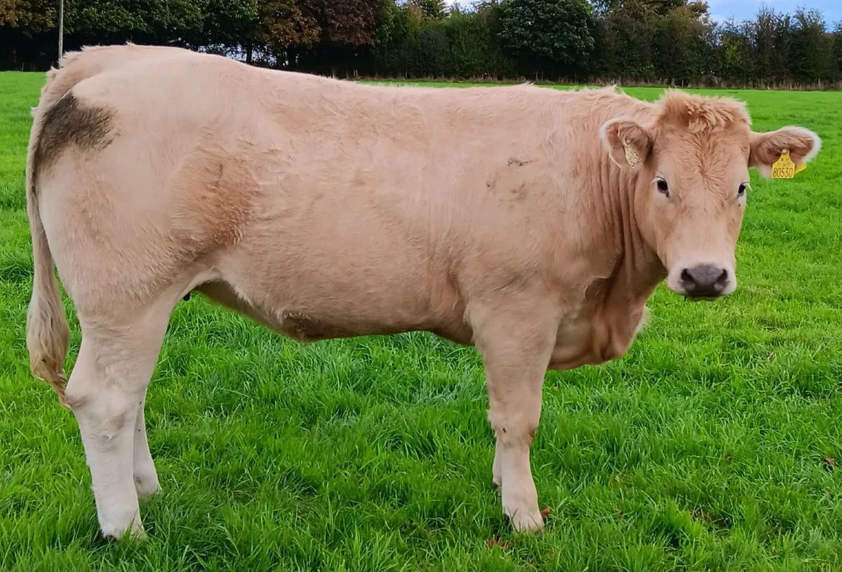10 top quality heifers - Image 3