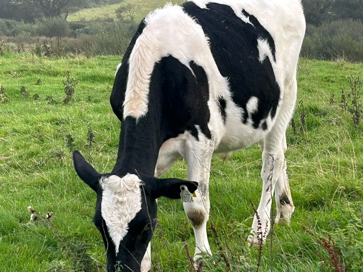 4 Bucket fed weanlings (€2,800) - Image 2