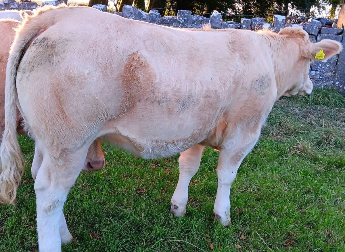 10 top quality heifers - Image 4