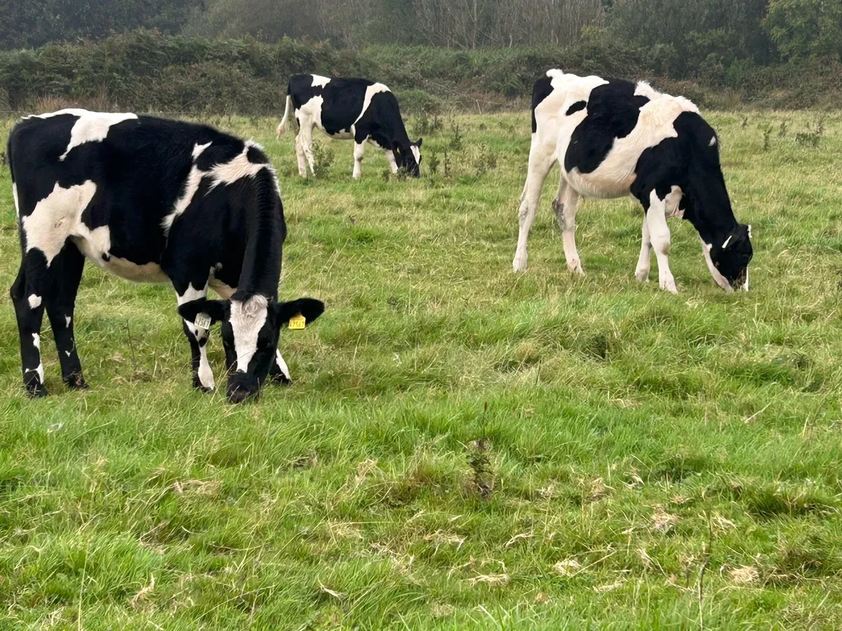 4 Bucket fed weanlings (€2,800) - Image 3