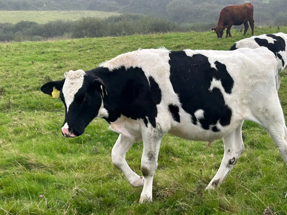4 Bucket fed weanlings (€2,800) - Image 4