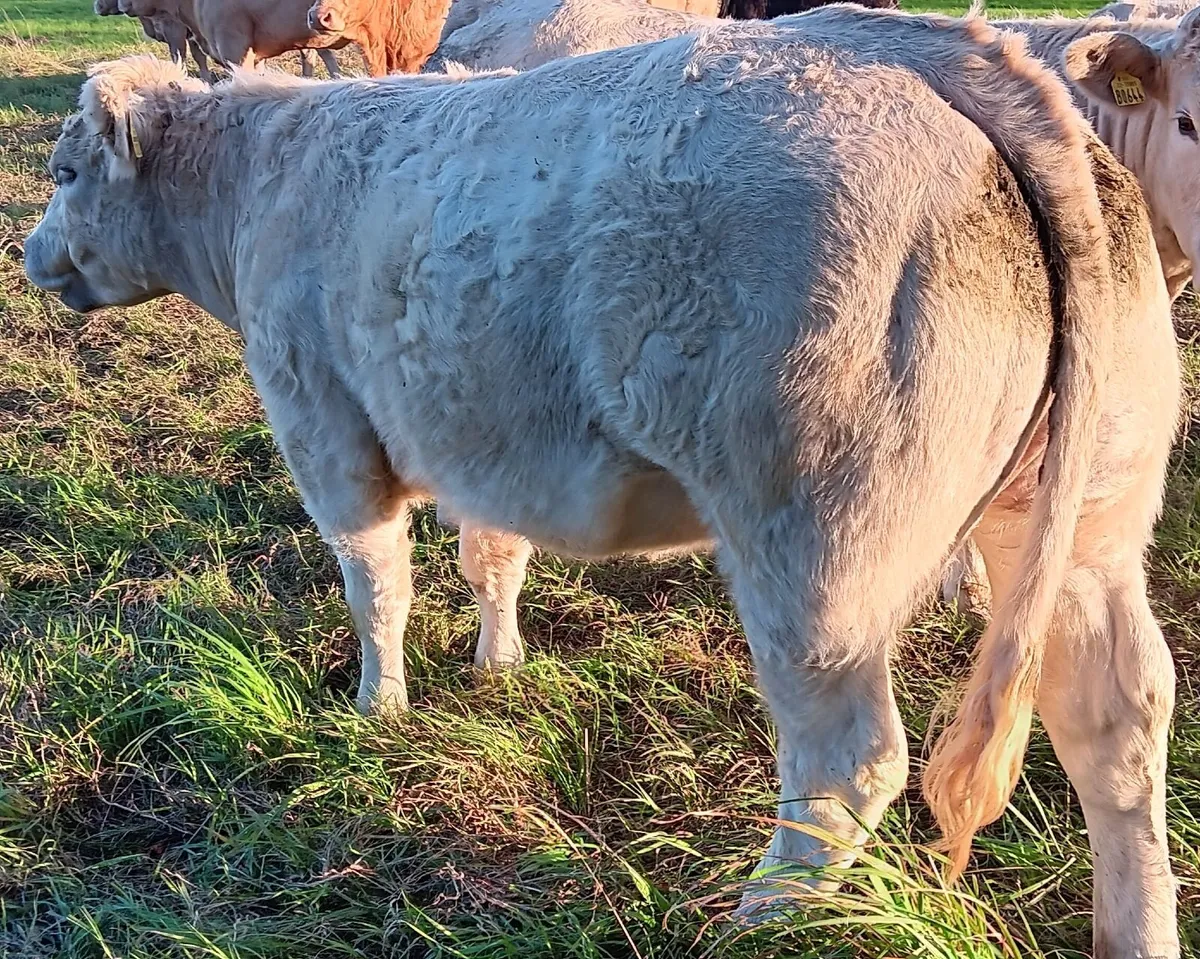 3 Top quality heifers for sale - Image 3