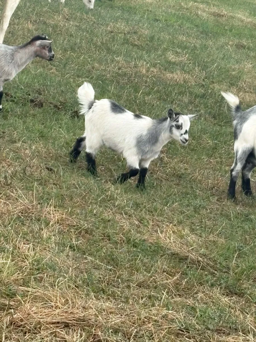 Pygmy goat kids - Image 1