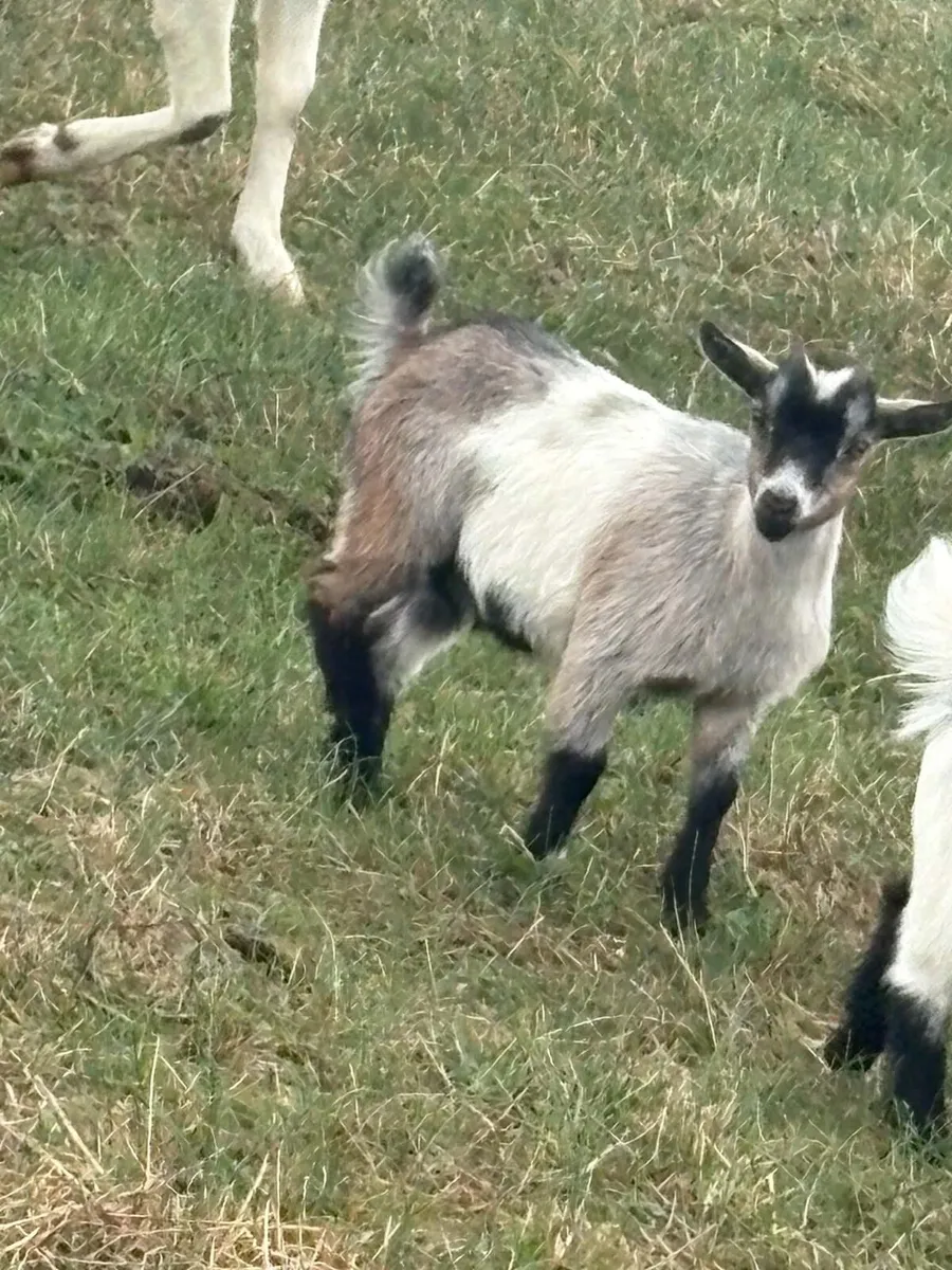 Pygmy goat kids - Image 2