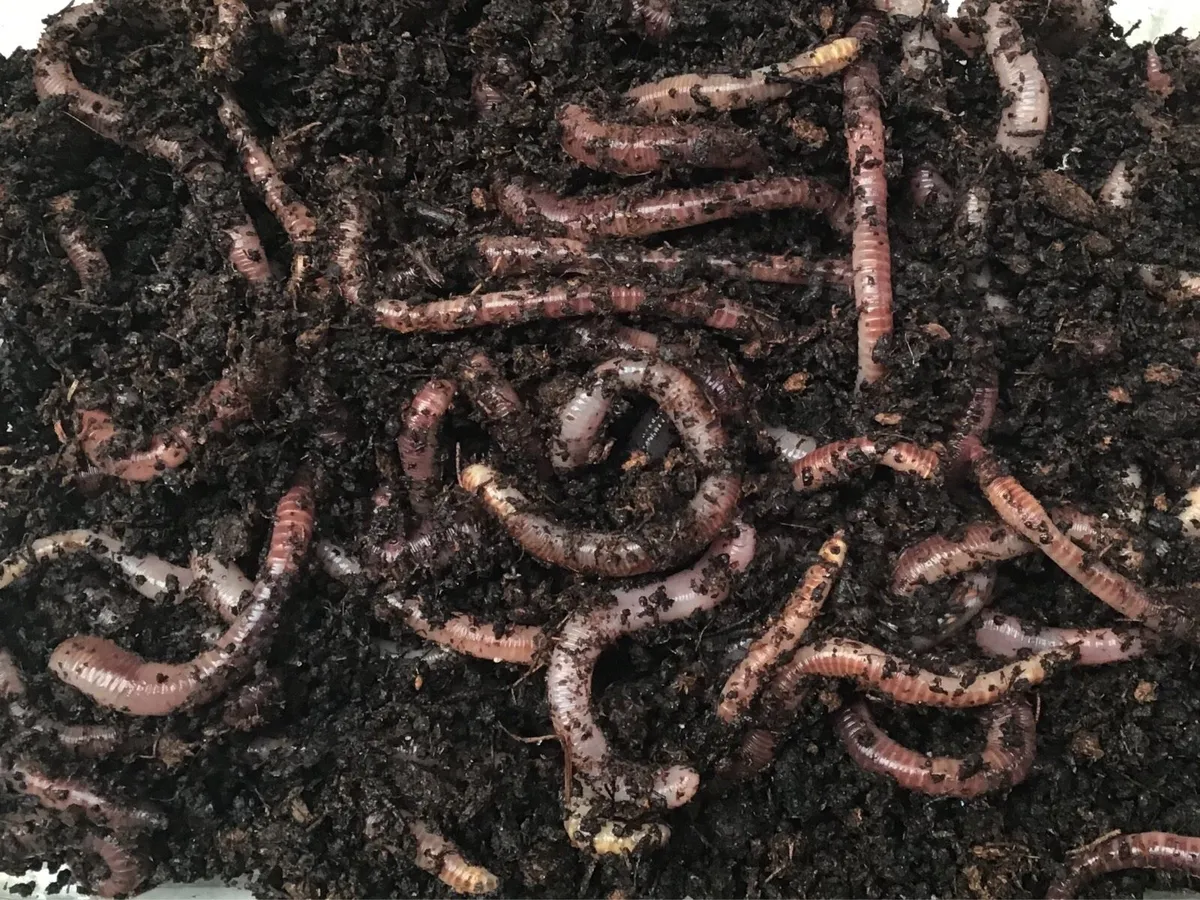 Worms 250g - Excess Stock €15 Delivered