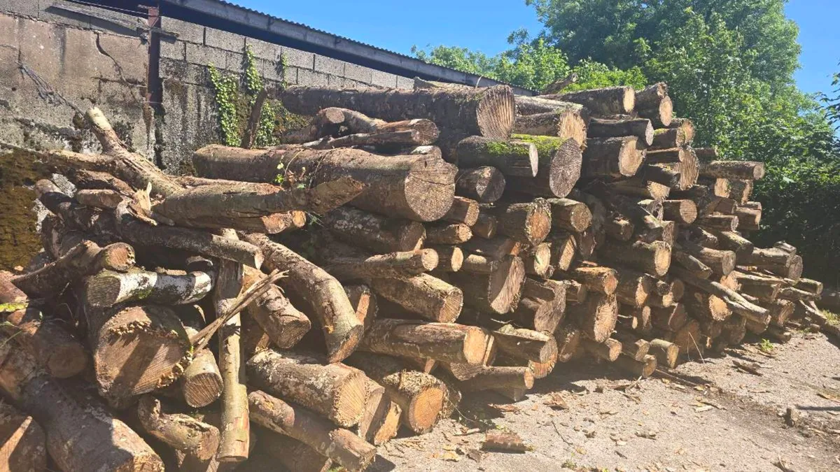 Hardwood firewood for sauna - Image 1