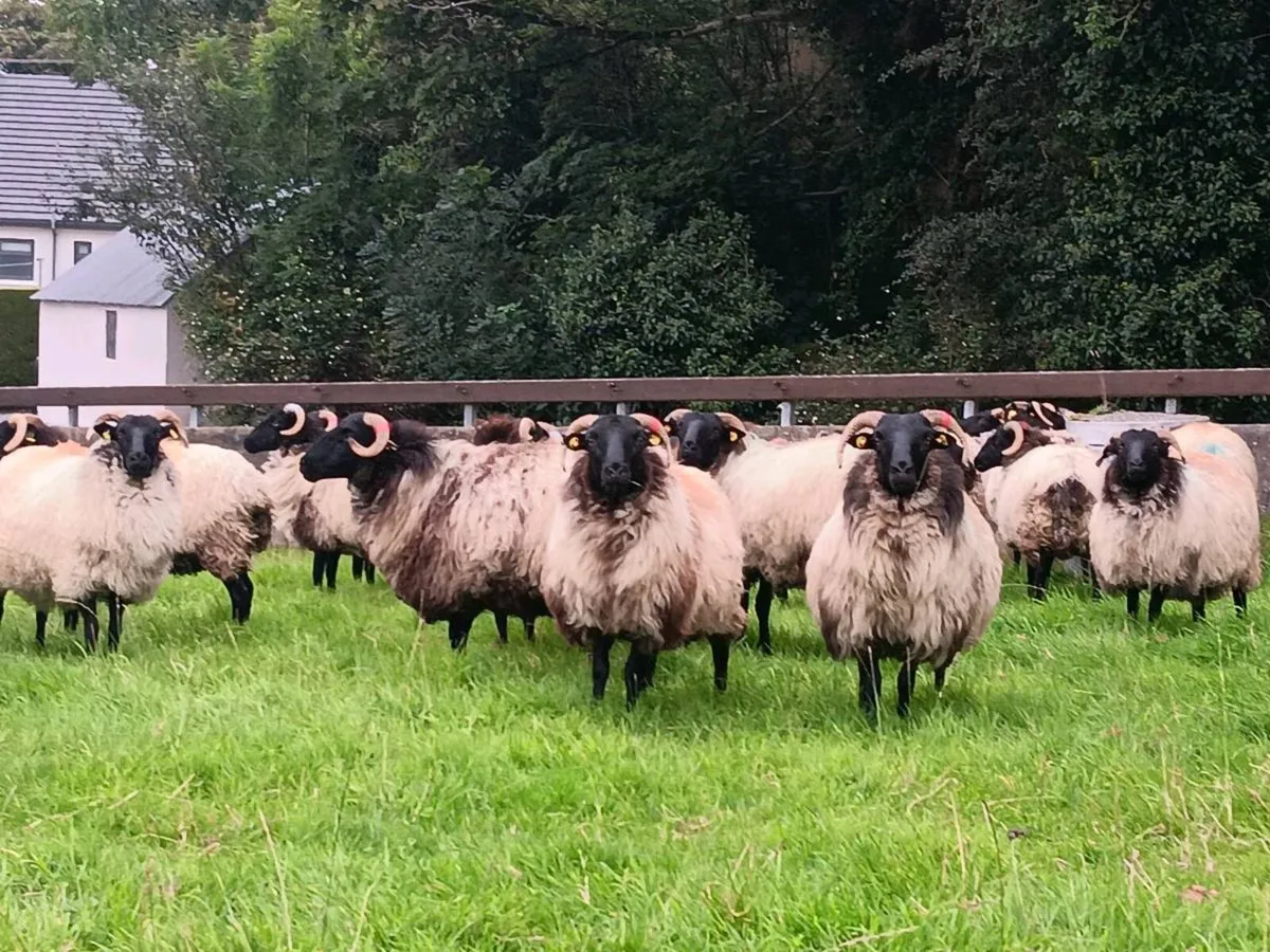 Mayo Hoggets - Image 1