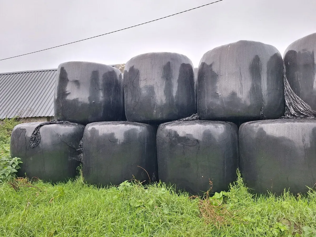 Silage bales - Image 1