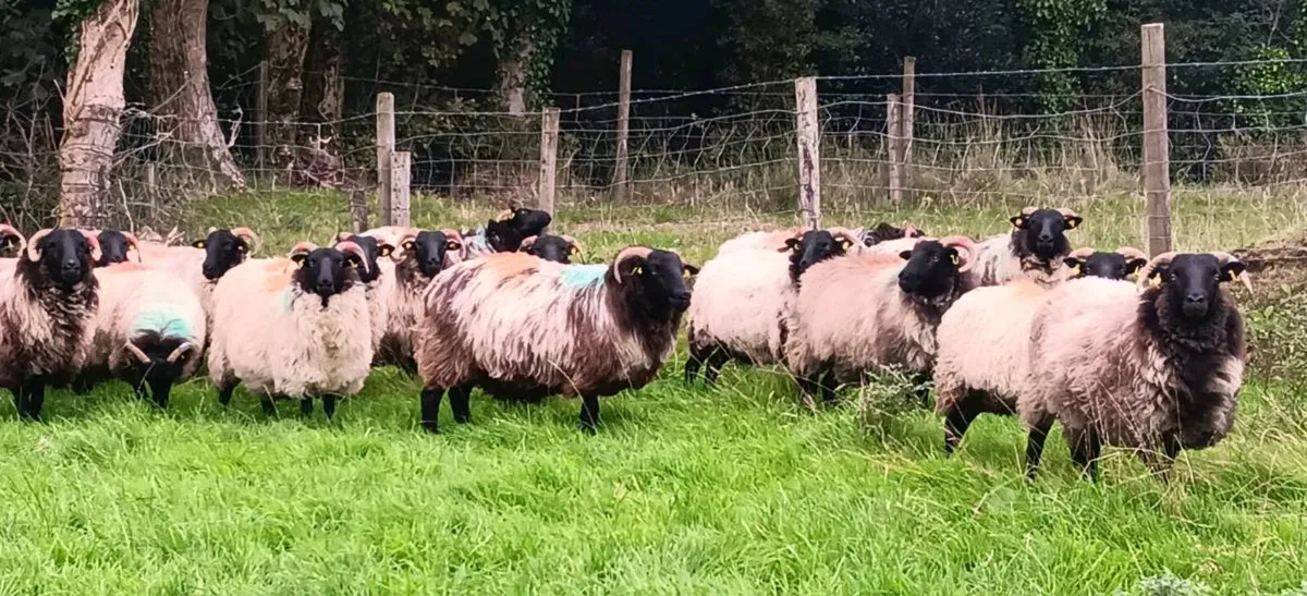 Mayo Hoggets - Image 2