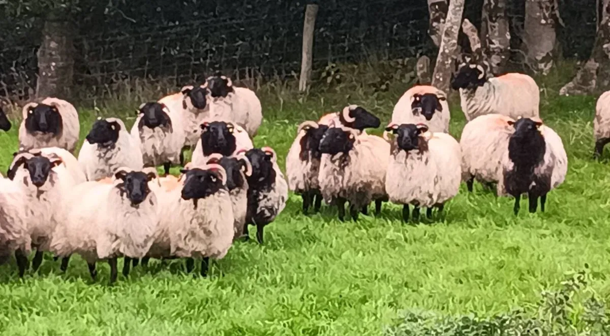 Mayo Hoggets - Image 3