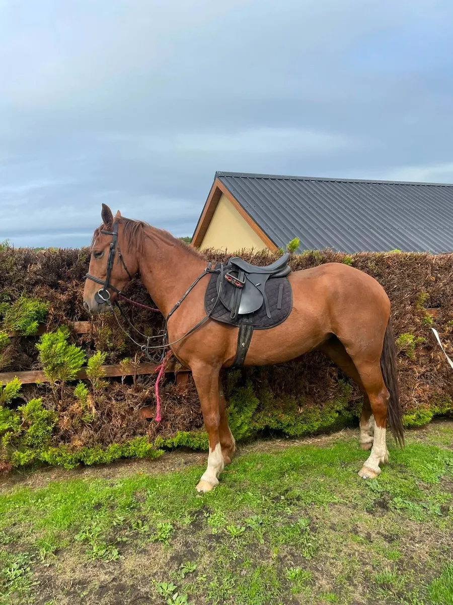 3 year old riding mare - Image 1