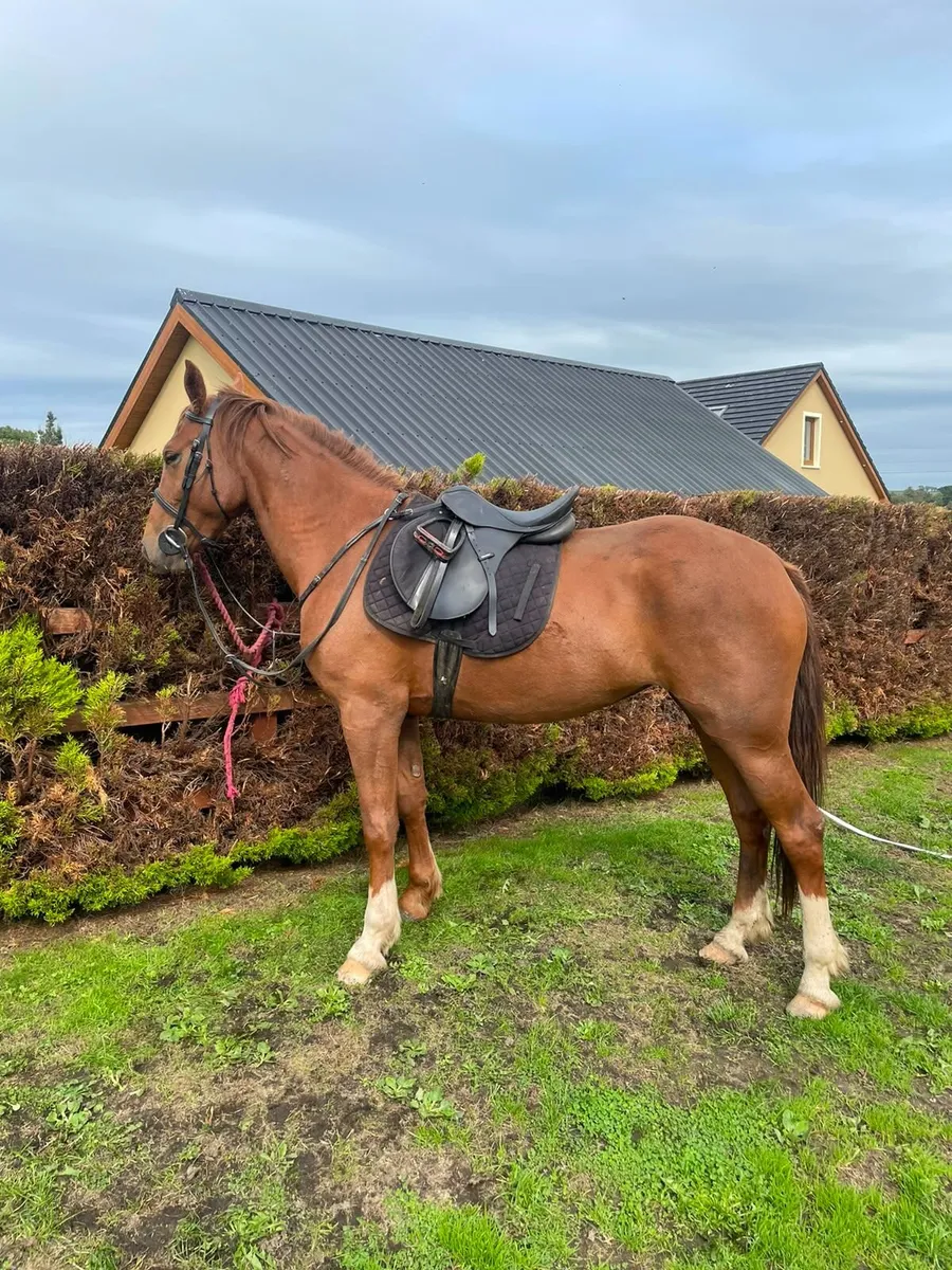 3 year old riding mare - Image 2