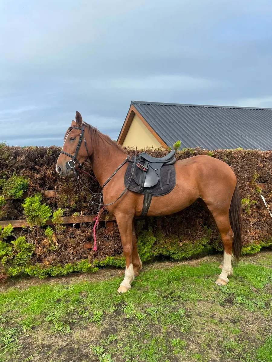3 year old riding mare - Image 3