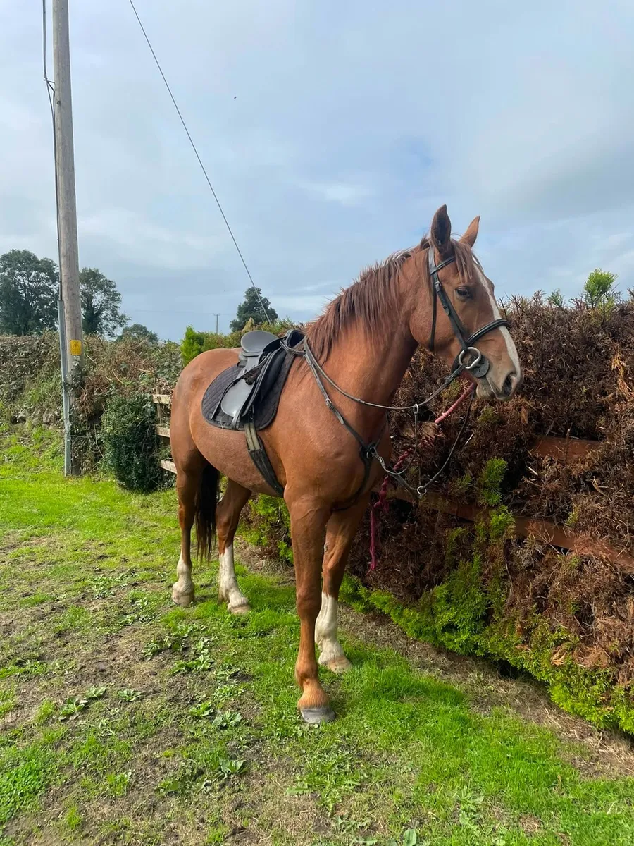 3 year old riding mare - Image 4