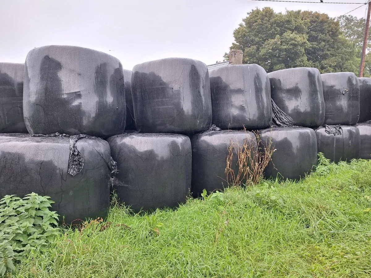 Silage bales - Image 3