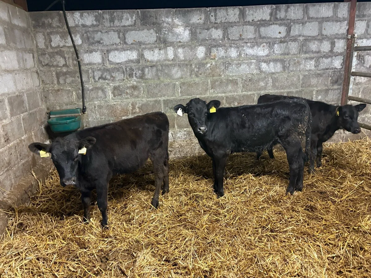 3 AA weanling hefiers - Image 1
