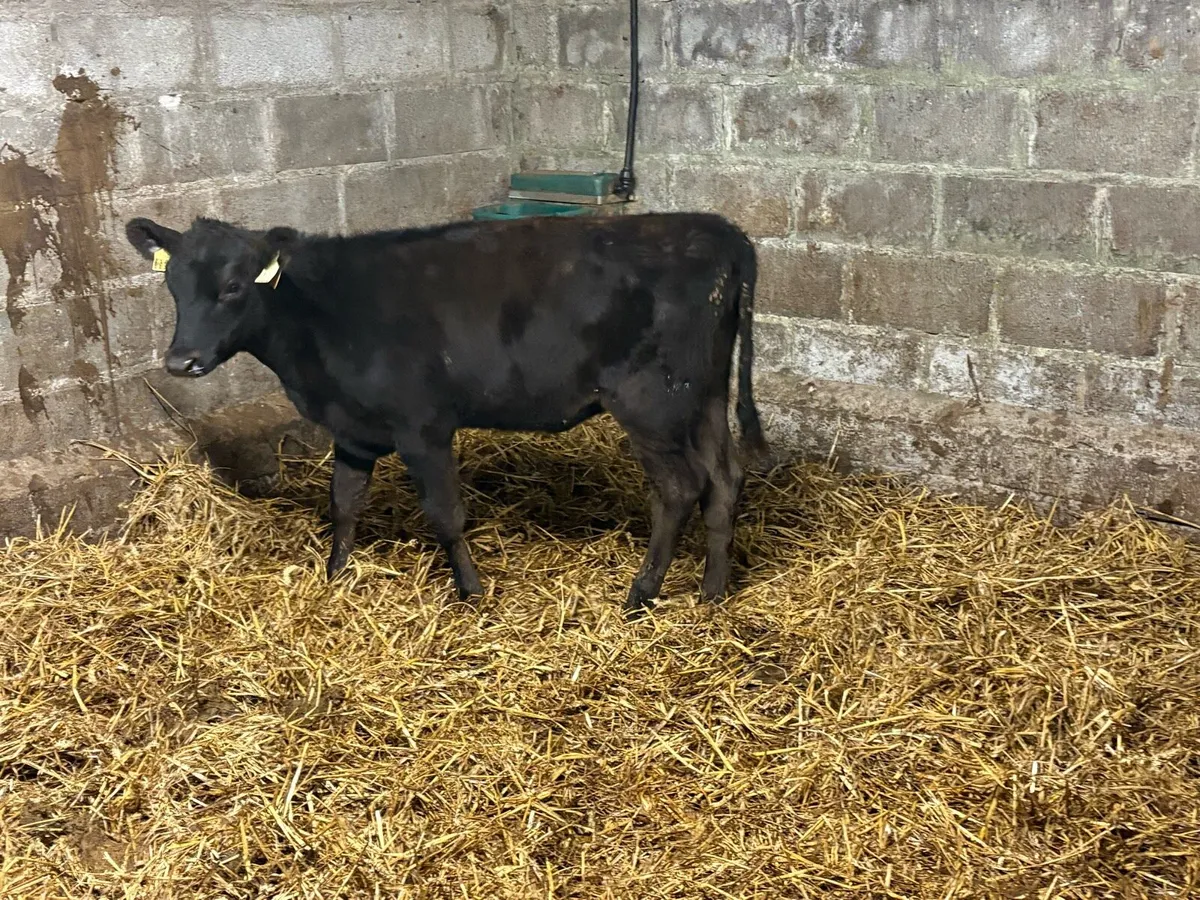 3 AA weanling hefiers - Image 2