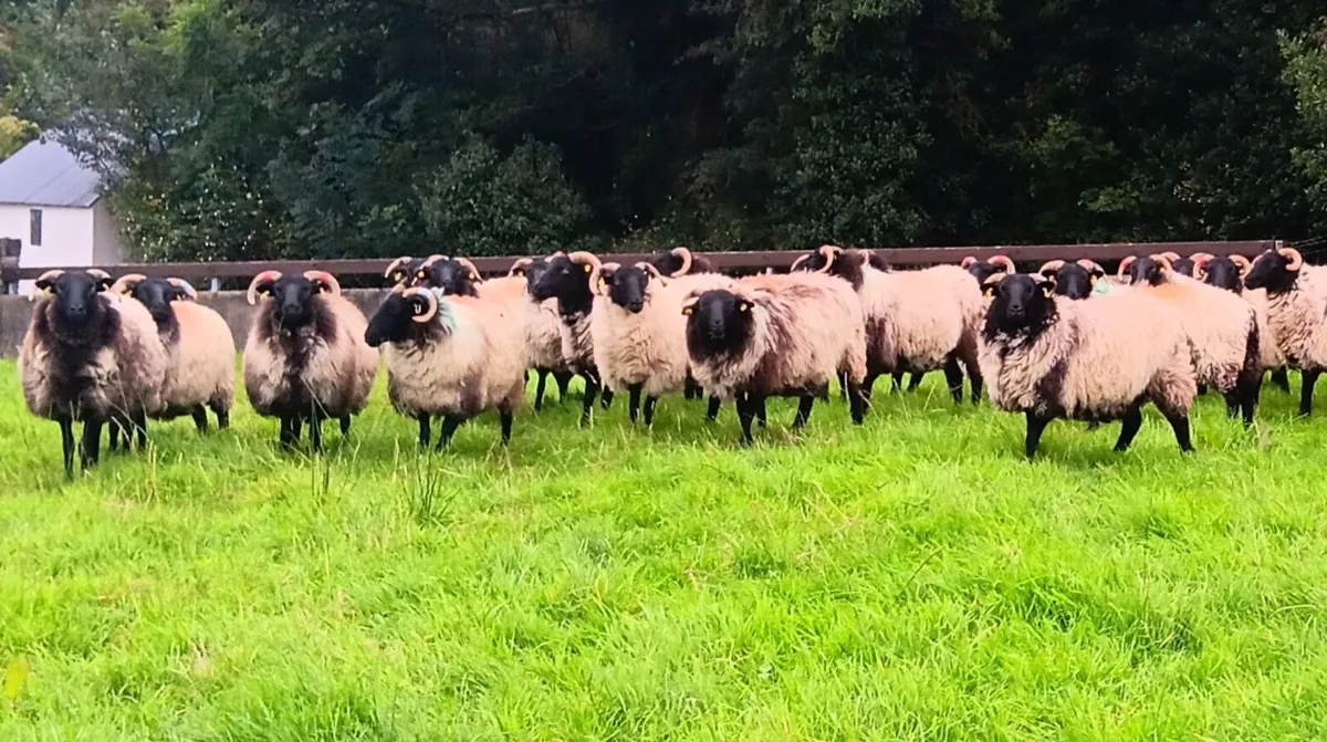 Mayo Hoggets - Image 4