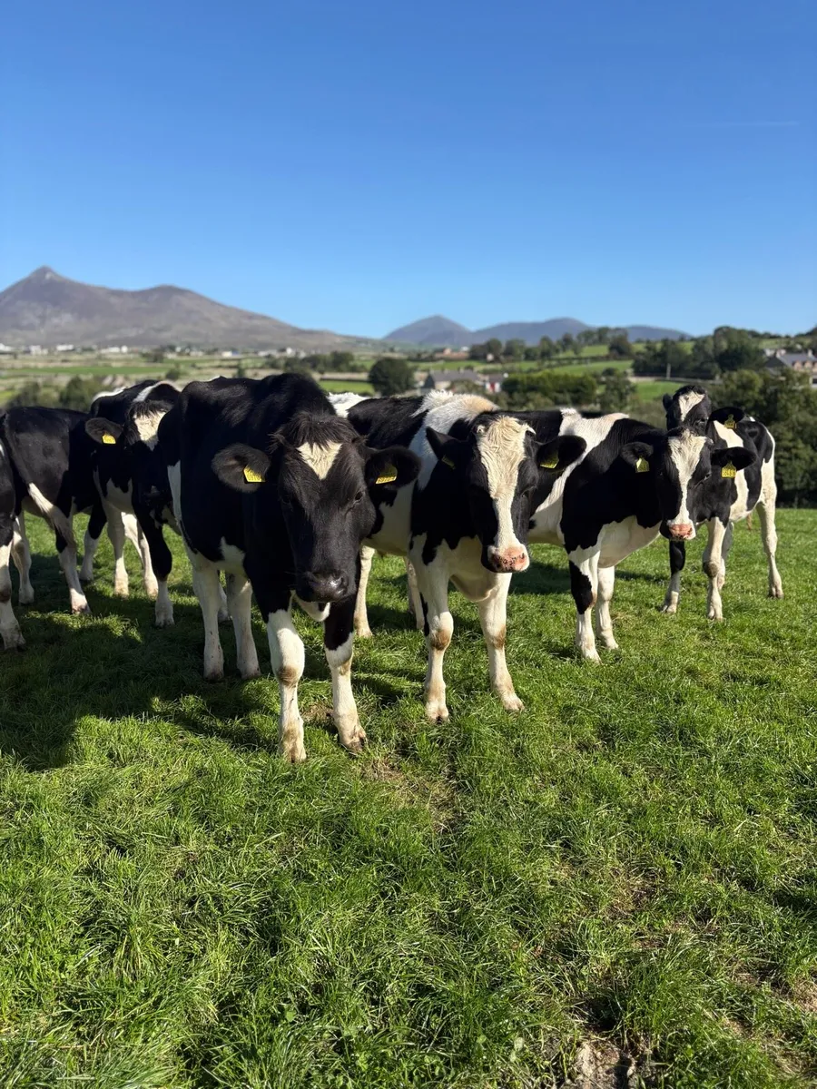 Friesian bullocks - Image 1