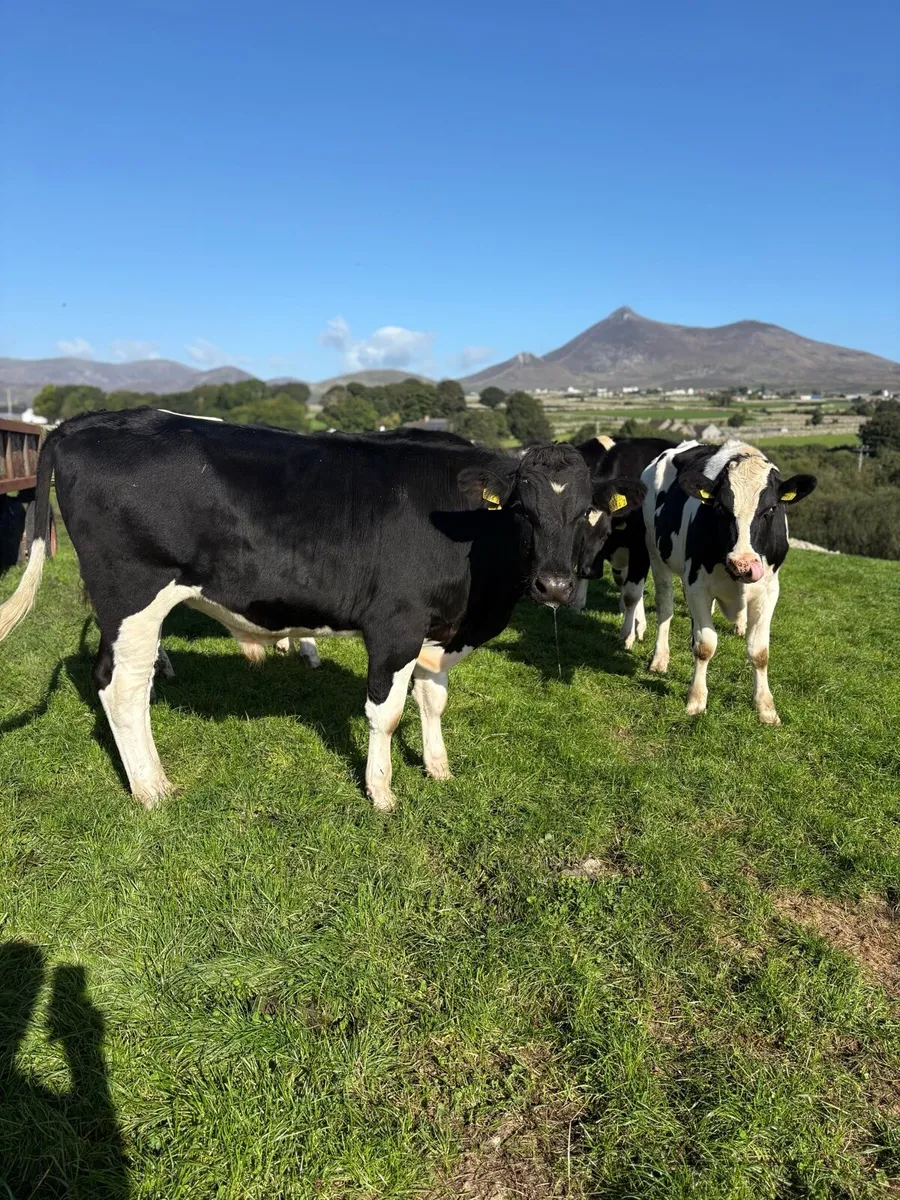 Friesian bullocks - Image 2