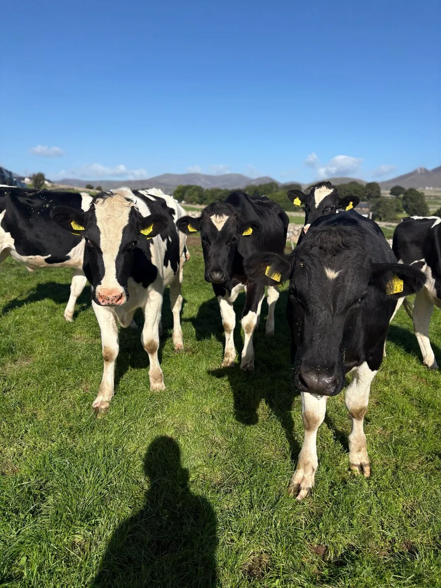 Friesian bullocks - Image 3