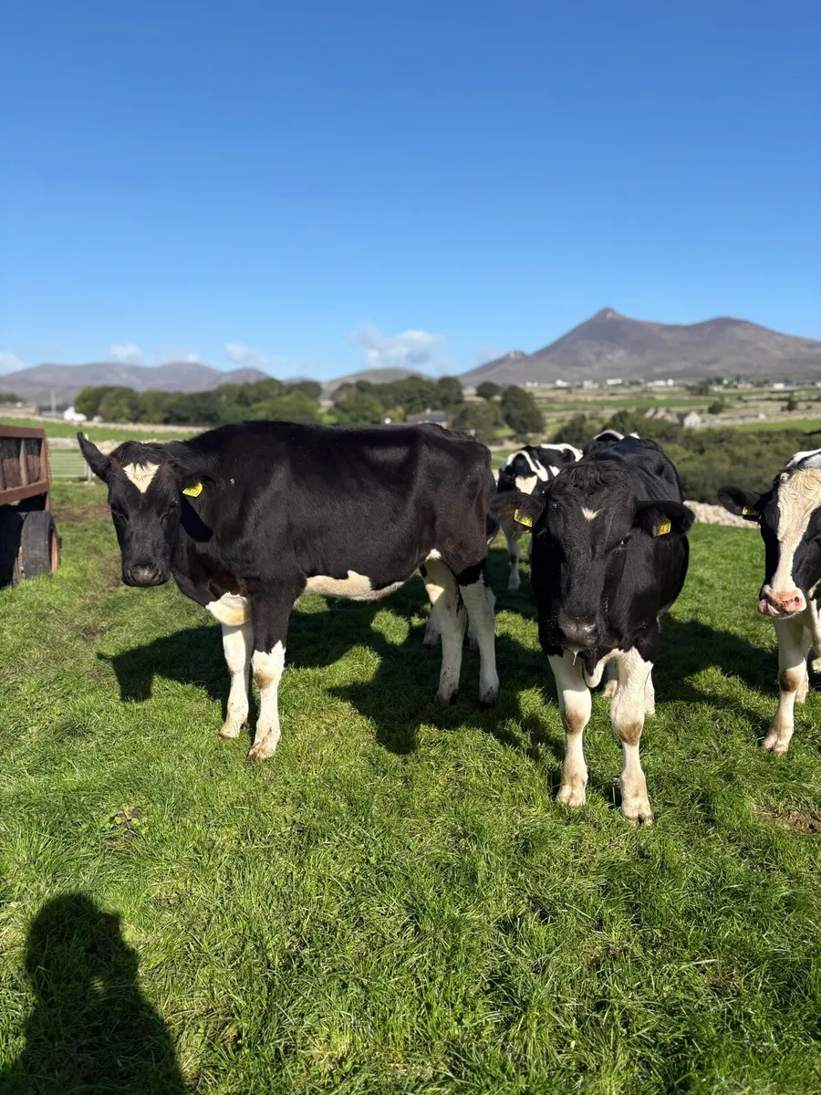 Friesian bullocks - Image 4