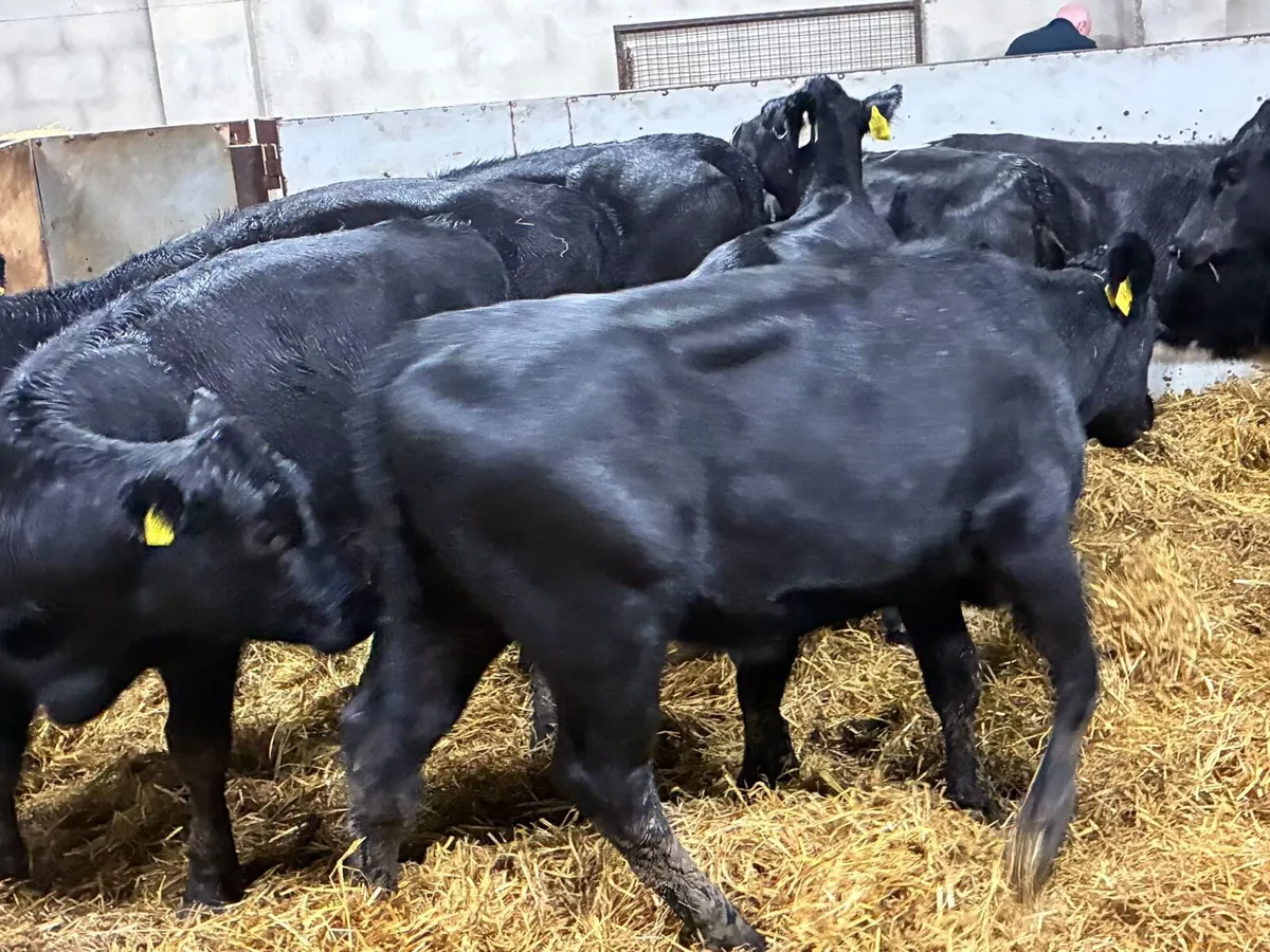 REAL PROPER AA BUCKET FED HEIFER WEANLINGS - Image 3