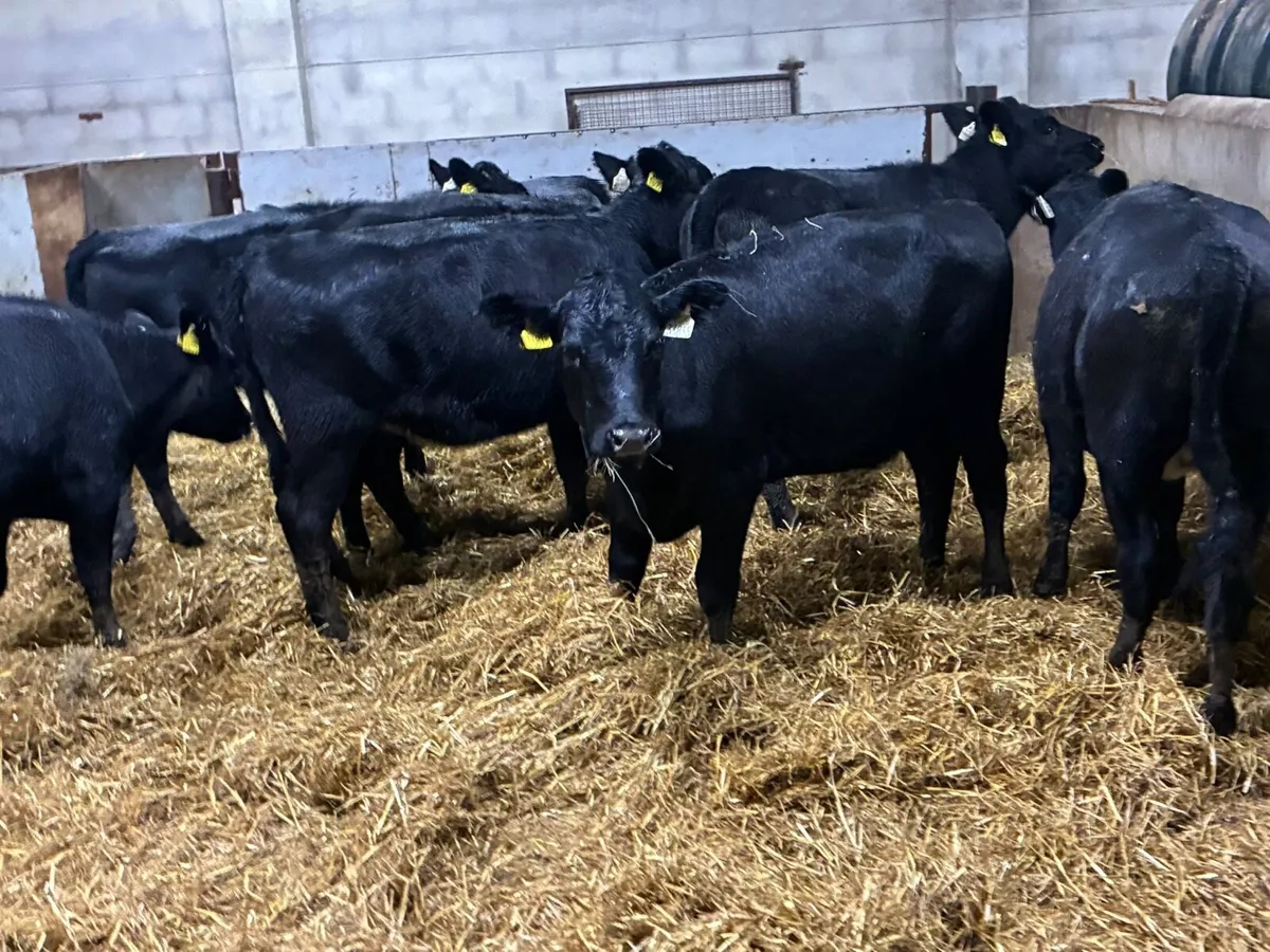 REAL PROPER AA BUCKET FED HEIFER WEANLINGS - Image 4