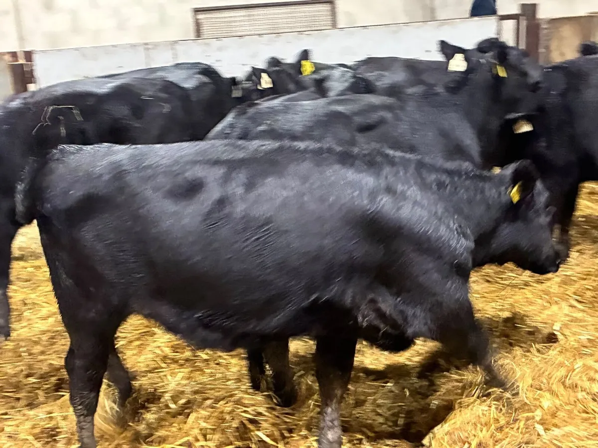 REAL PROPER AA BUCKET FED HEIFER WEANLINGS - Image 2