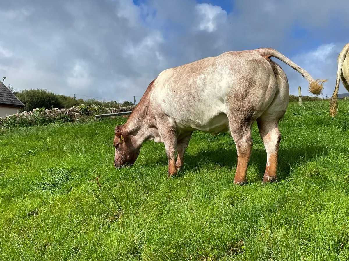 Ai Roan cow - Image 1