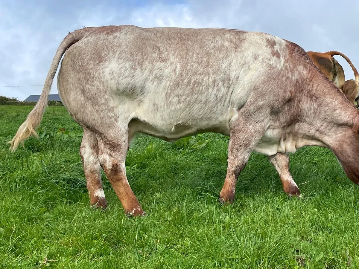 Ai Roan cow - Image 4